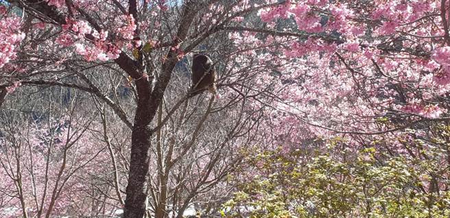 武陵农场樱花季12日正式起跑，猴子也露脸迎接。（武陵农场提供／陈淑娥台中传真）