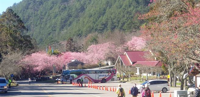 武陵农场樱花季12日正式起跑，进行总量管制，目前园区临时停车场非常空旷。（武陵农场提供／陈淑娥台中传真）