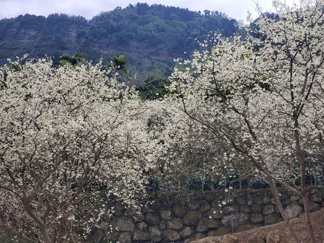 草岭村青山坪目前花况。（周丽兰摄）