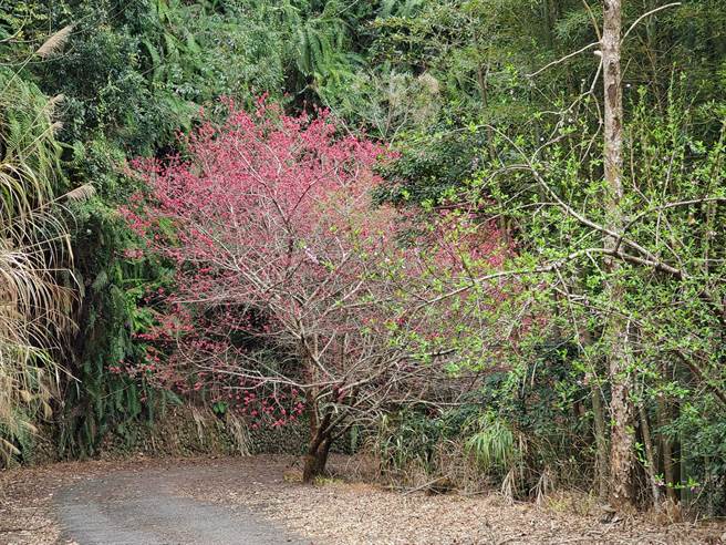 草岭村石壁部落的樱花部分还在含苞待放中。（周丽兰摄）