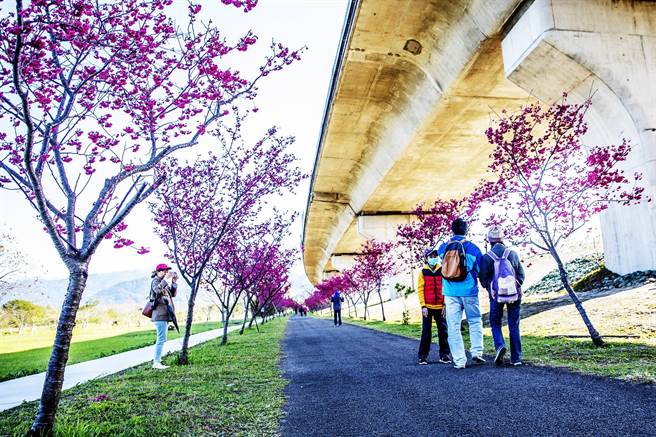 竹东河滨公园沿台68线桥下有2公里长的樱花步道，樱花季吸引不游客前来游憩赏花。（罗浚滨摄）