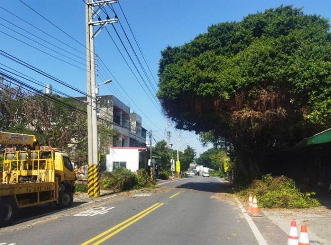 彰化县埔盐乡一棵「安全帽树」去年底意外爆红，年节期间彰化县府做修剪，形貌从安全帽树变得像埔盐乡重要农作物花椰菜。（中央社）