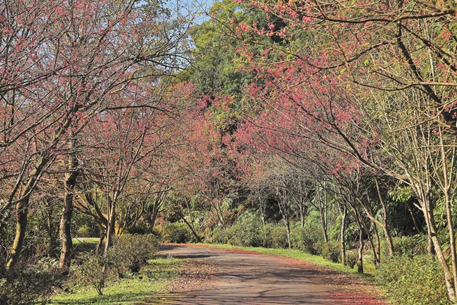 石碇二格路山路步道的山櫻花正進入花季，民眾可以在散步健行的同時享受櫻花美景。（新北市景觀處提供）