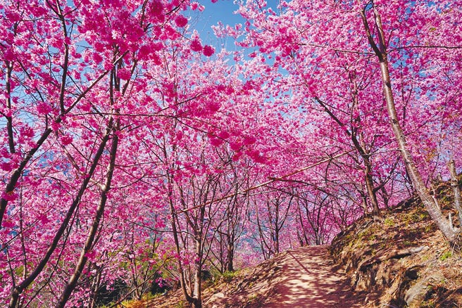 五福旅遊深耕司馬庫斯旅遊，在2月至3月主推的司馬庫斯2日賞櫻遊程中，有許多貼心安排。（五福旅遊提供）