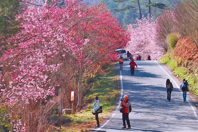 賞櫻季到，全台各地櫻花陸續綻放，吸引許多旅客前往捕捉粉色浪漫景致，武陵農場更是著名的人氣賞櫻景點。（雄獅旅遊提供）