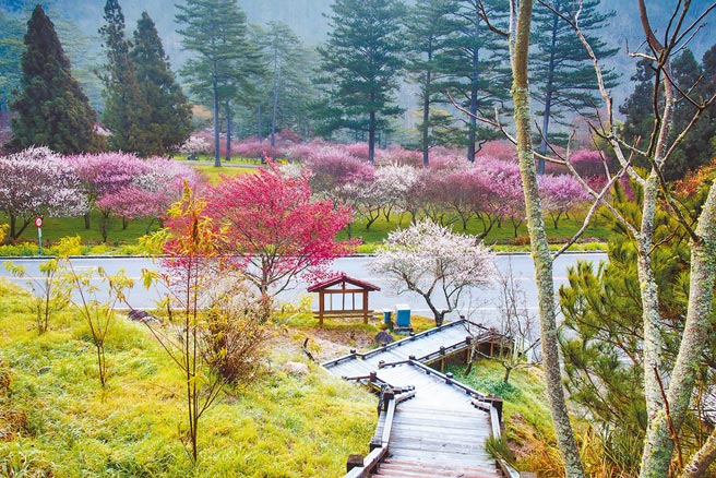 雄獅旅遊推出許多追櫻遊程，到武陵農場的行程，2天1夜每人1999元起。（雄獅旅遊提供）