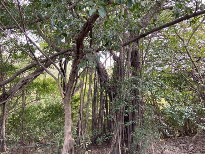 高雄市保安宮後方山坡，被民眾發現一具已經化成白骨的屍體。（翻攝照片／高雄洪靖宜傳真）