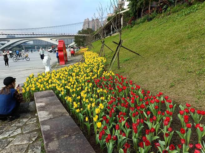 碧潭郁金香水岸花海。（新北市景观处提供）
