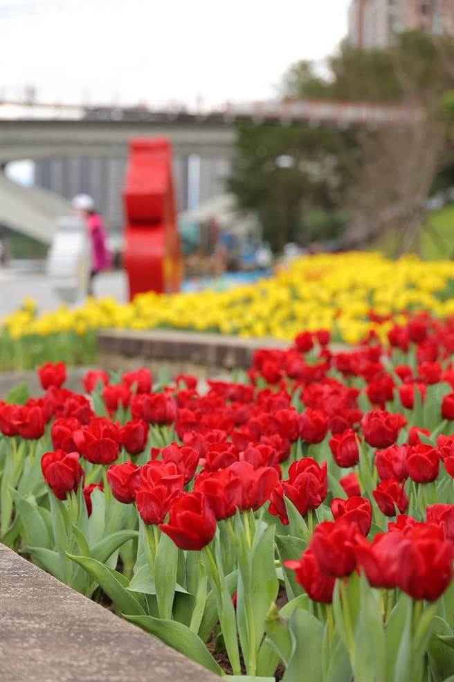 以新北市景观处以欧风洋溢的郁金香打造缤纷花海，充满异国风情。（新北市景观处提供）