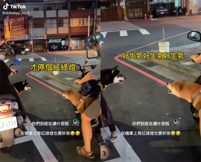 赤柴「哈吉」等红灯时和初次见面的黑柴相遇，下秒竟突然吵了起来，让饲主哭笑不得。(图/@shiba.haji_0531 授权提供)
