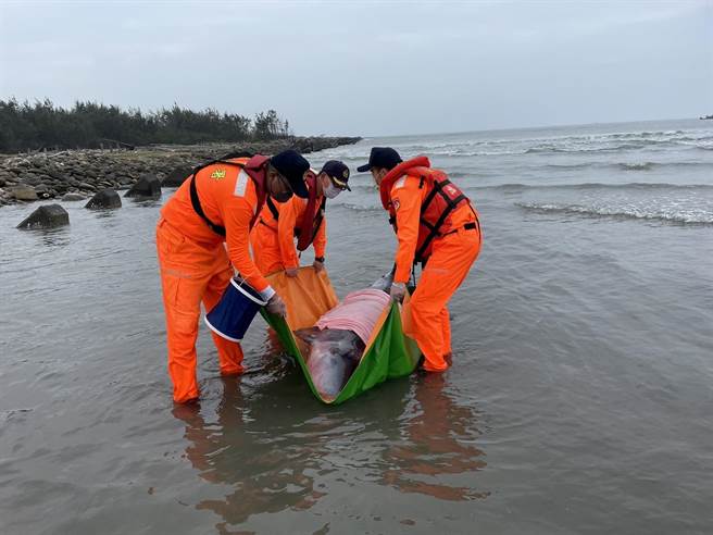 海巡署布袋地區安檢所人員在出海口搶救擱淺的侏儒抹香鯨，香鯨最後傷重不治。（海巡署第四岸巡隊提供）
