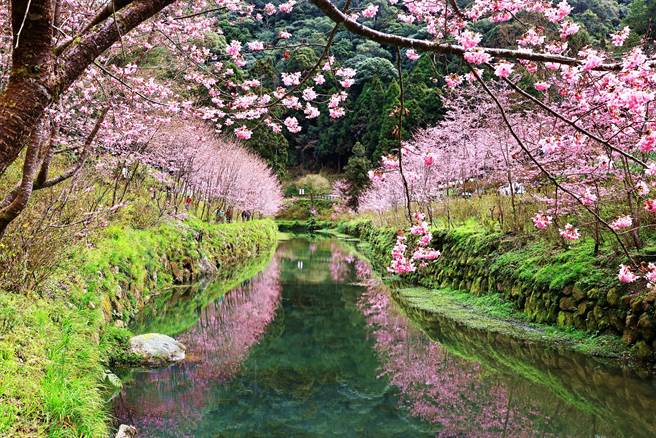 杉林溪樱花盛开，呈现樱花河的美丽景观。（杉林溪森林生态渡假园区提供／廖志晃南投传真）