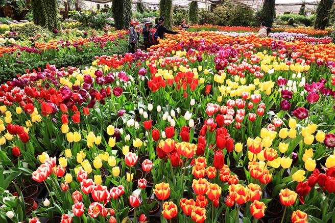 杉林溪郁金香盛开，华丽绝美。（杉林溪森林生态渡假园区提供／廖志晃南投传真）