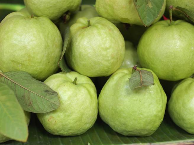 芭樂的標準外觀為淺綠色外皮與凹凸不平的表面。（圖／Shutterstock）