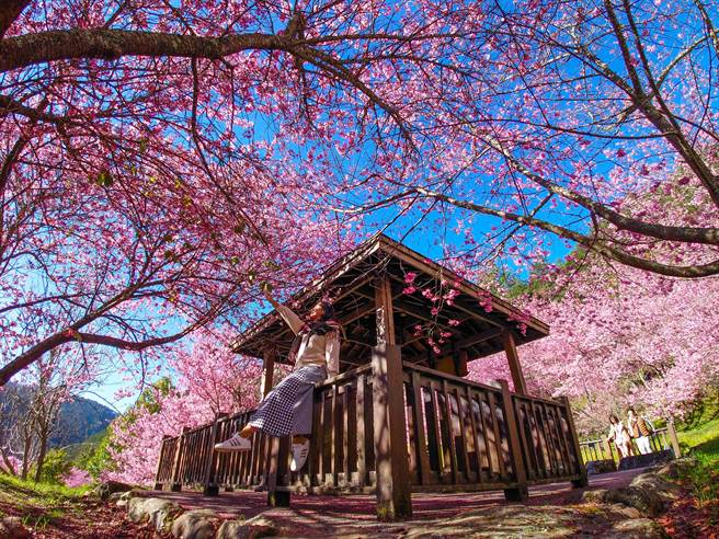 武陵富野度假村旁的明福亭，因不在游客入园的必经之路，多数时间可独享静谧时光，透过广角镜头低角度的拍摄手法，可轻易营造被满山樱花包围的幸福感。（黄世麒摄）