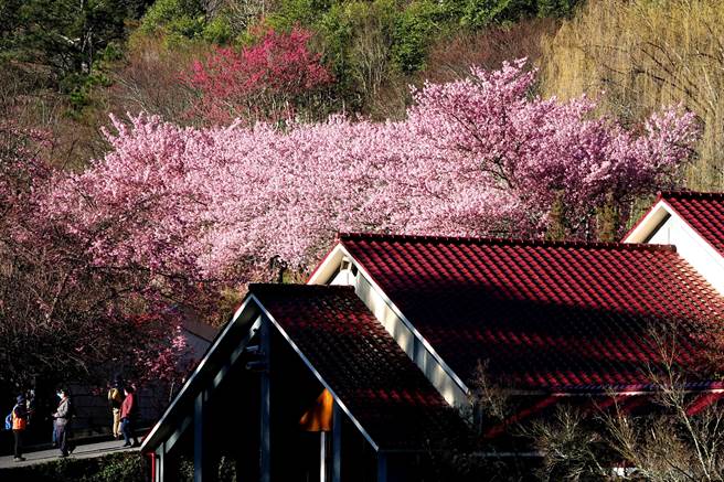 每年的武陵农场樱花季都让大批游客趋之若鹜，有住宿的民眾可以选在清晨早起赏樱，斜照的阳光搭配深红色的屋顶，让樱花的层次更为分明。（黄世麒摄）
