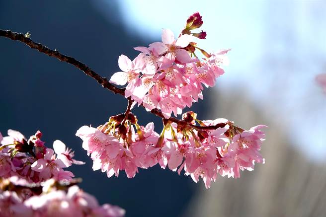 每年的武陵农场樱花季都让大批游客趋之若鹜，特有品种「粉红佳人」的数量最多，满开时像极了棉花糖软绵蓬松。（黄世麒摄）