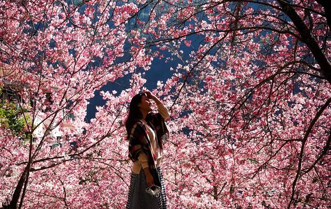 每年的武陵农场樱花季都让大批游客趋之若鹜，可轻易拍出被粉红樱花包围的幸福氛围。（黄世麒摄）