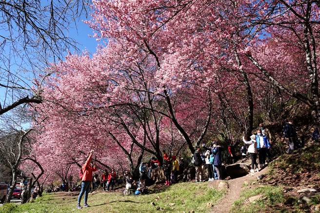 每年的武陵农场樱花季都让大批游客趋之若鹜，通往文康馆的樱花步道沿着山势而上，高耸的樱花树非常壮观。（黄世麒摄）