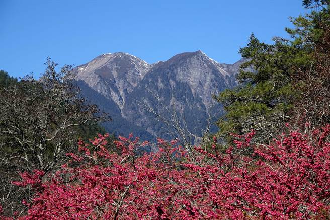 每年的武陵农场樱花季都让大批游客趋之若鹜，天气好时，在武陵农场内就可远眺壮阔的雪山群峰。（黄世麒摄）
