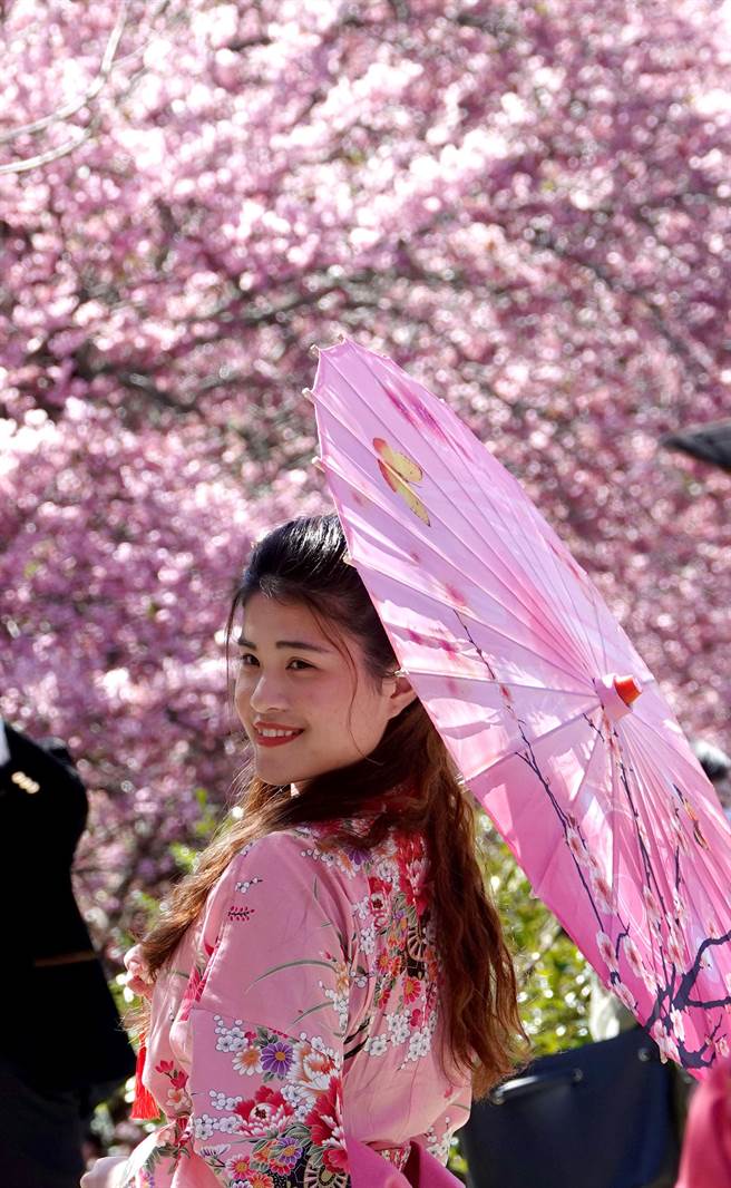 每年的武陵农场樱花季都让大批游客趋之若鹜，有民眾穿着和服，与满山樱花拍照留念。（黄世麒摄）