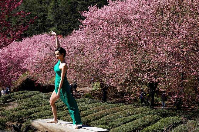 每年的武陵农场樱花季都让大批游客趋之若鹜，有民眾自备舞衣，在樱花林前翩然起舞。（黄世麒摄）