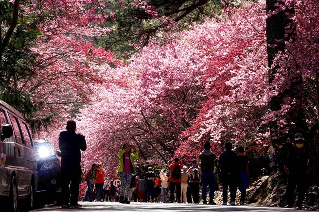 每年的武陵农场樱花季都让大批游客趋之若鹜，由中谷向南谷、北谷两侧延伸长约3公里的樱花步道，2.1万株樱花树浪漫盛开，不同粉色的樱花层层堆迭，令人惊艷。（黄世麒摄）