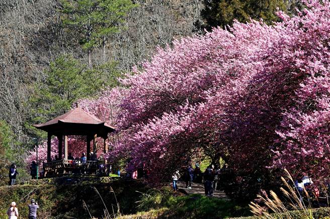每年的武陵农场樱花季都让大批游客趋之若鹜，茶园步道被整排的樱花包围，凉亭制高点也是赏樱花、拍照打卡的热门地点。（黄世麒摄）