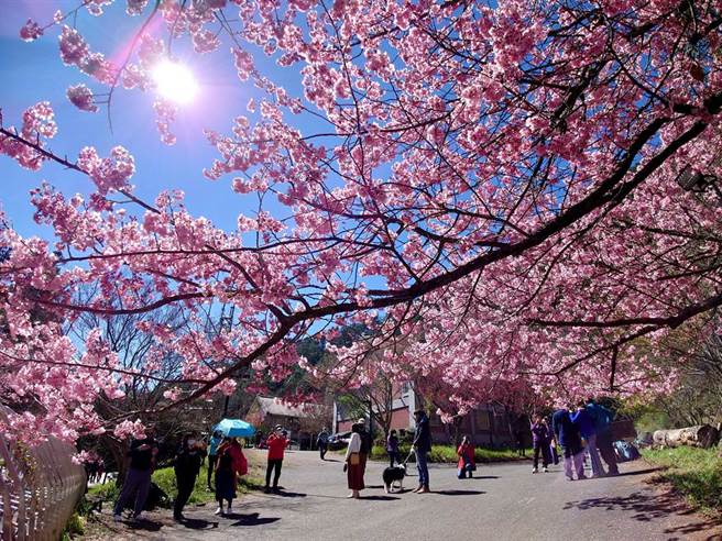 每年武陵农场的樱花季都让大批游客趋之若鹜，不过有网友抱怨，国光客运的赏樱专车竟开到迷航，让乘客吓傻崩溃。（图/黄世麒摄）
