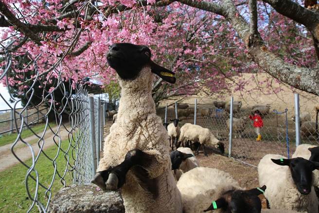 清境农场内樱花盛开，连绵羊也伸长身子抢着吃。（图／清境农场脸书）