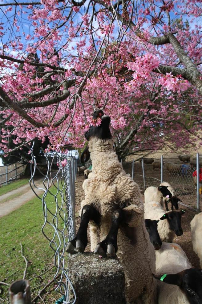 清境农场内樱花盛开，连绵羊也伸长身子抢着吃。（图／清境农场脸书）