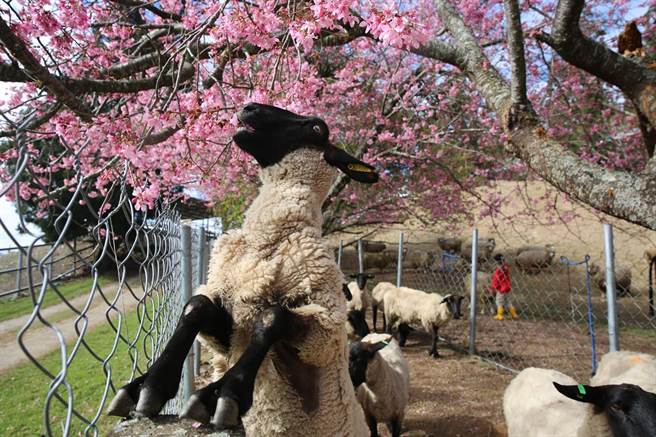 清境农场内樱花盛开，连绵羊也伸长身子抢着吃。（图／清境农场脸书）