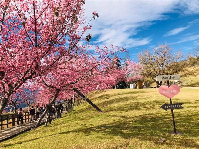 清境农场内5百株樱花树提前绽放，吸引不少民眾上山一游。（图／清境农场脸书）