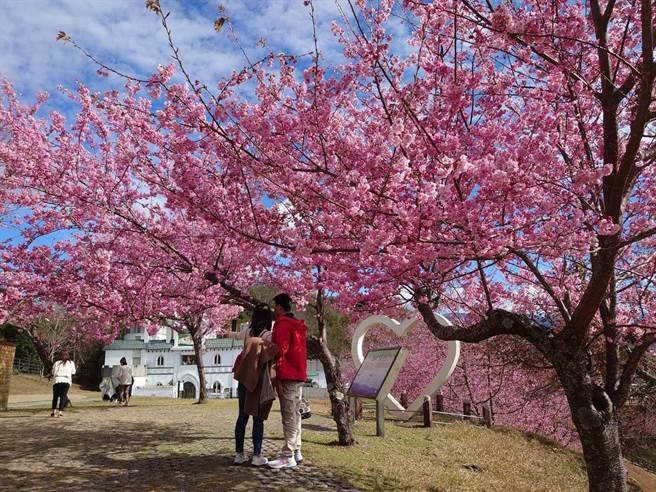清境农场内5百株樱花树提前绽放，吸引不少民眾上山一游。（图／清境农场脸书）