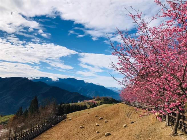 清境农场内5百株樱花树提前绽放，吸引不少民眾上山一游。（图／清境农场脸书）