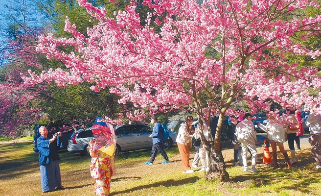 武陵农场樱花季12日起跑，游客倘佯在樱花树下，尽情捕捉樱花风姿。（武陵农场提供／陈淑娥台中传真）