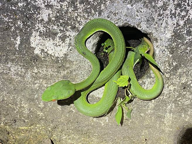 大雪山国家森林游乐区气候寒冷较少有蛇类出没，但歷年来仍有不少蛇类在这里被目击，图为青竹丝。（东势林管处提供）