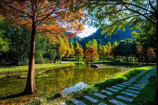 「太平苗圃」位是太平区「秘藏景点」，近期被网美喻为「落羽松秘境的太平苗圃」，园区内有落羽松和大水池，形成天然美景。（读者提供／张妍溱台中传真）