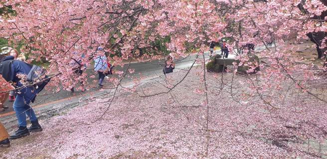 武陵農場早上下雨，打落許多櫻花瓣，更顯得浪漫滿分。（武陵農場提供）