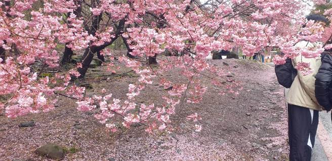 武陵農場早上下雨，打落許多櫻花瓣，更顯得浪漫滿分。（武陵農場提供）
