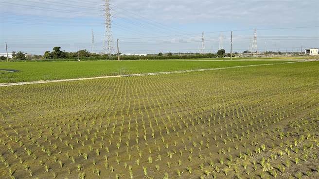 一期稻作已陸續開始插秧，「無米樂的故鄉」台南市後壁區今年一期稻作種植面積大減8成。（張毓翎攝）