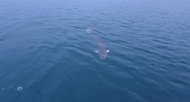 日月潭水域发现巨鱼，让当地民眾啧啧称奇。（民眾提供／廖志晃南投传真）