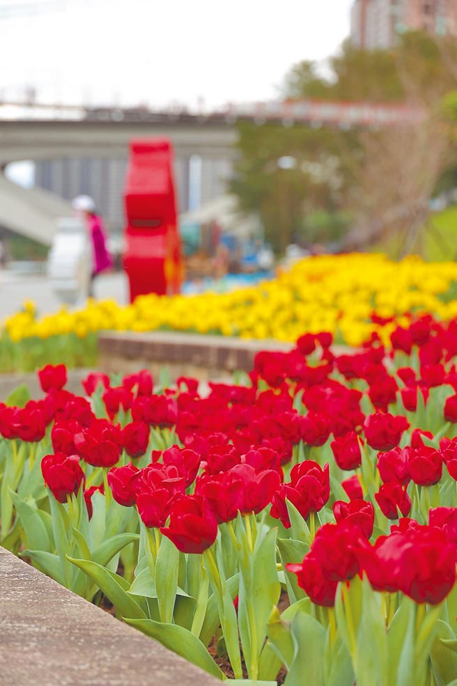 新北市景观处在碧潭栽种5千株郁金香，打造缤纷花海，让民眾不用出国即可体验浓浓异国风情。（新北市景观处提供／陈慰慈新北传真）