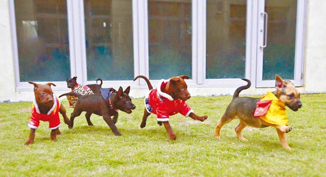 新竹市政府提供認養毛孩送寵物保險計畫，享有1年內看病門診、住院及手術醫療費用補償、侵權責任保險、寵物遺失協尋廣告費用等保障。（新竹市府提供／邱立雅竹市傳真）