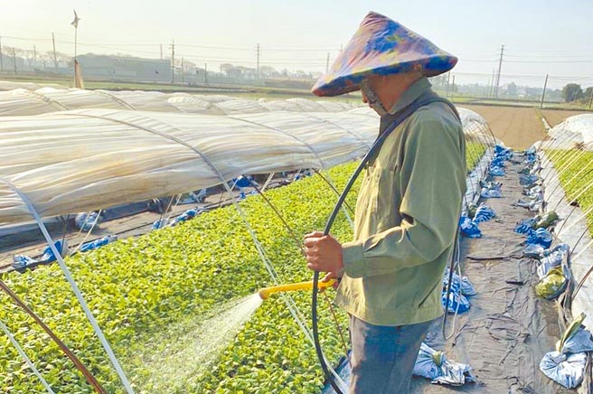 台南市新市区农会帮忙申请农业外籍移工到农场工作。（新市区农会提供／刘秀芬台南传真）