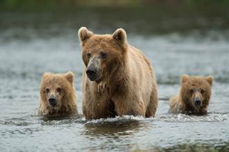 不想努力了！熊媽帶2寶下水捕魚 熊孩子偷懶爽搭順風車