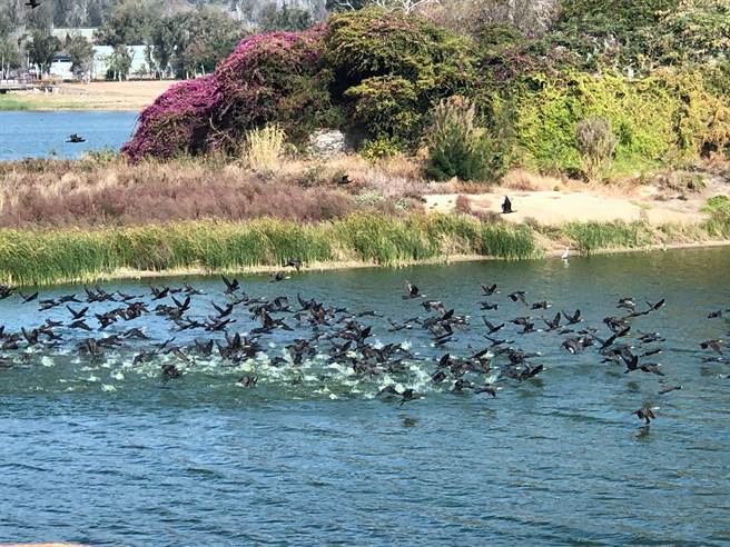 金门持续挹注湖库蓄水，优化民生用水供应外，也建构友善的生态环境。（李金生摄）