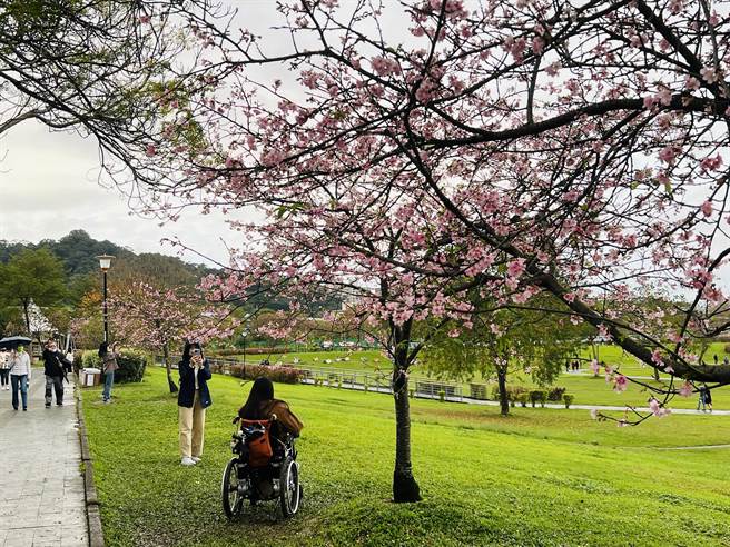 陽光運動公園的河津櫻正鮮嫩粉紅綻放著，花期預計至3月中。（新北市高灘處提供）