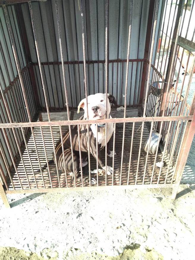 布袋咬死狗的比特犬目前被關在籠中，家畜所也通知飼主前往說明。（翻攝照片／張亦惠嘉縣傳真）