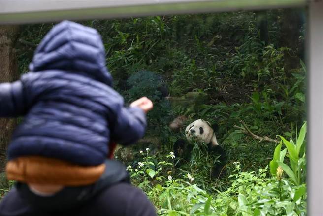 台北市15日起微解封，动物园等场馆取消预约制。不过动物园人潮没有明显变化，许多民眾甚至不知道已开始放松管制。（邓博仁摄）

